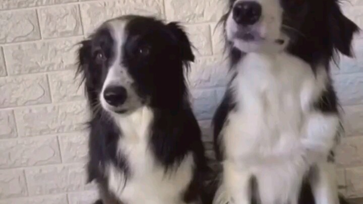 Anjing: Kamu ternyata menaruh racun di makanan 🙃