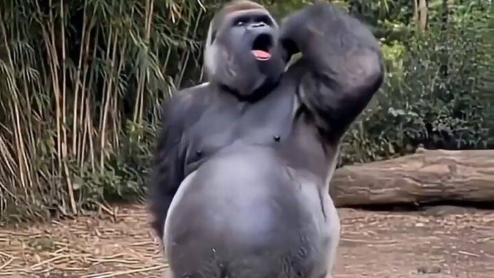 1 minuto animal- Você Teria Coragem... #animalshorts #curiosidades