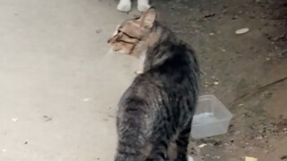 咪咪，为啥他们叫你丧彪啊？