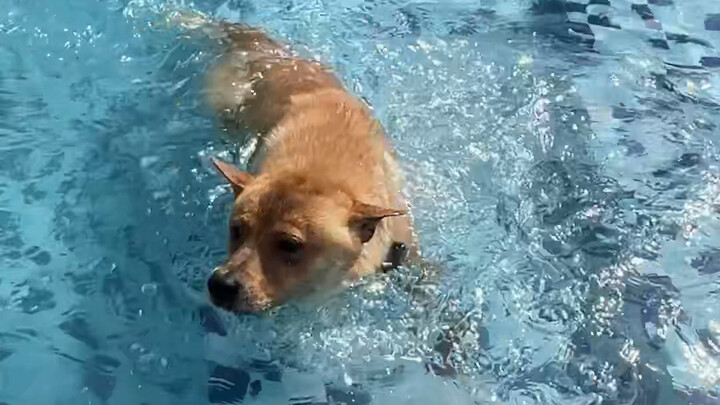 Xiāoshì: Hôm nay tôi “lợi hại” nhất!