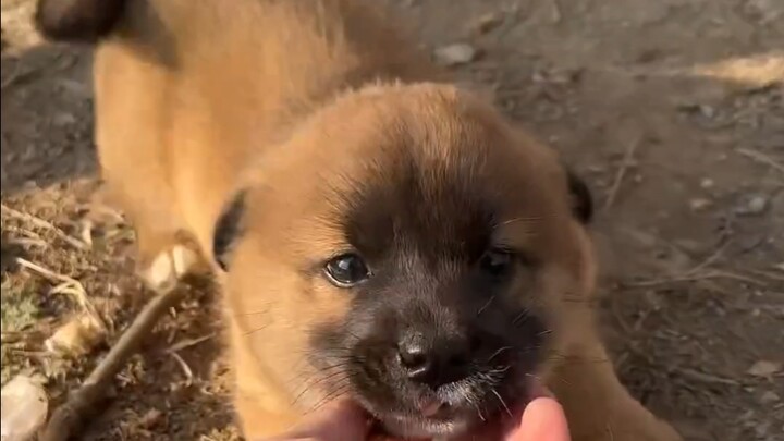 Mất bao lâu để kết bạn với một chú cún con lạ lẫm?