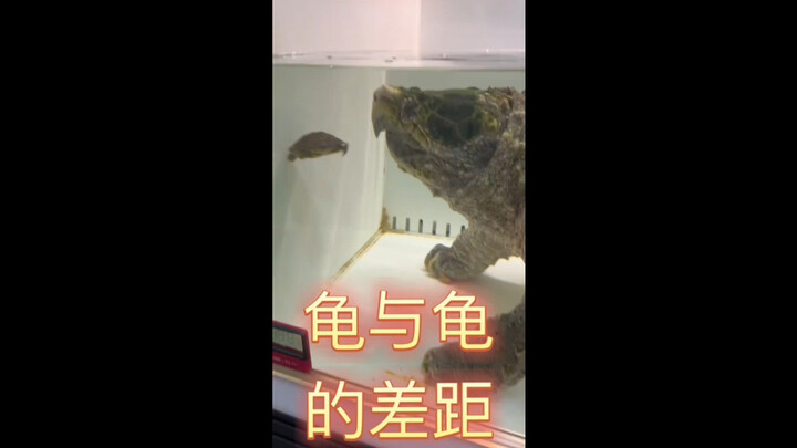 Survival of the fittest—the ultimate law of nature: might makes right. Crunchy and delicious—this is