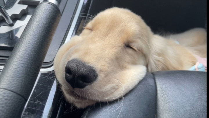 Whose little potato is this, hahaha hahaha hahaha!