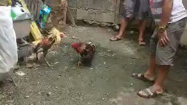 panalo ulit mga ka chicken😁