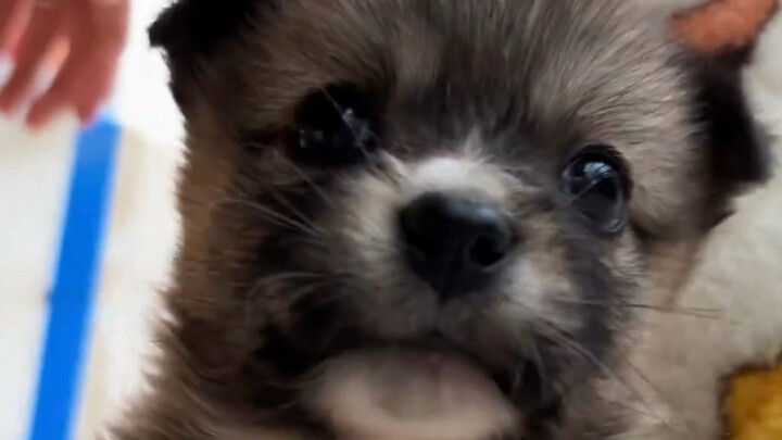 น่ารักจริงๆ น้องหมาที่มีลุคดีต่อหน้ากล้อง