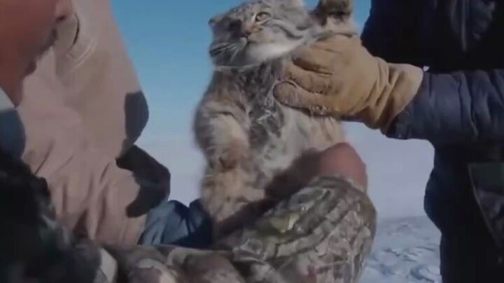 【Pallas’s Cat】Encountered a super-cute, fluffy Pallas’s cat in the snow