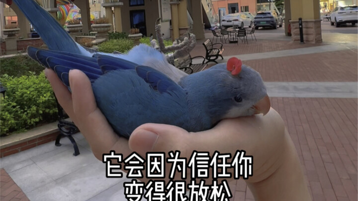 What Is an Angel Bird?