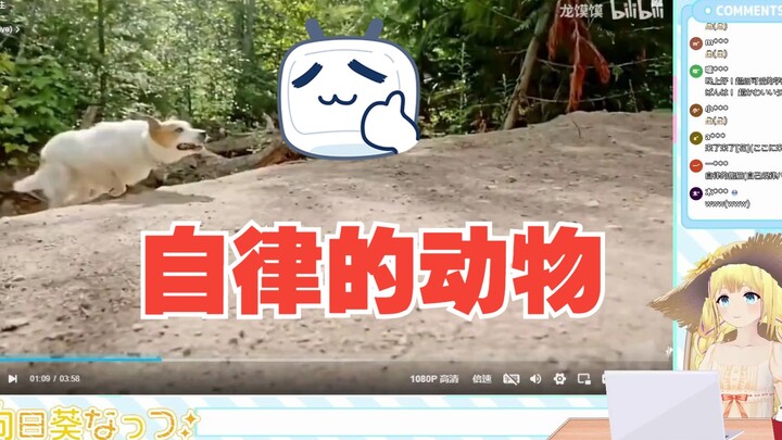 日本学妹看《自律的动物有多可怕》