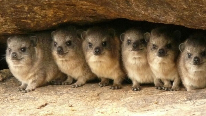 Những con thỏ chân mèo chen chúc nhau đi vệ sinh trông cũng đáng yêu phết đấy!