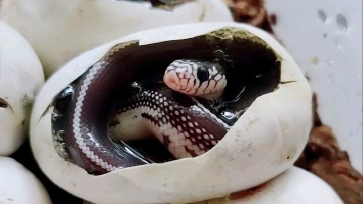 Anak ular sanca yang belum puas tidur di dalam telur sedang menguap