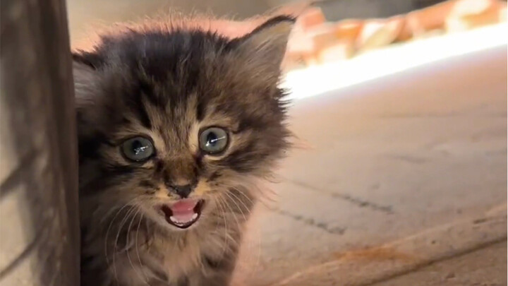 ฉัน…ฉันก็เก็บลูกแมวมาแล้ว!