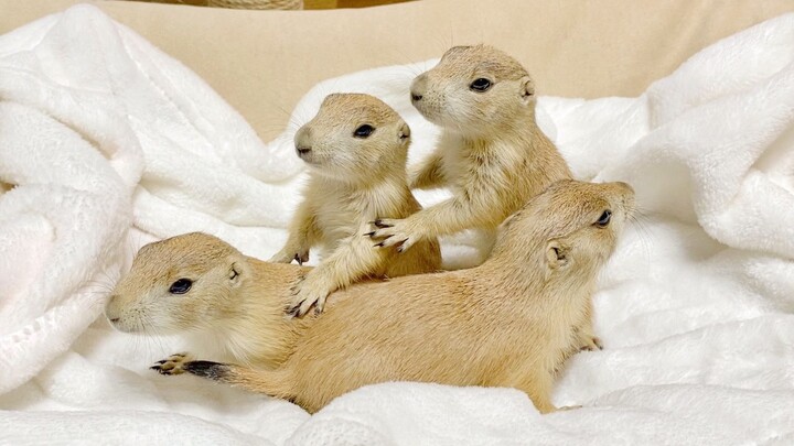 Four ground squirrels were born at home, and they’ve finally grown up! (A full 1-30 day record)
