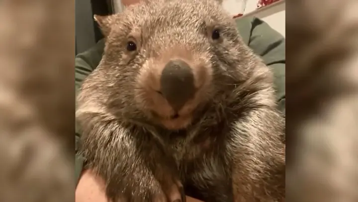 【Wombat】I really wanna give it a hug!