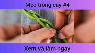 Mẹo trồng cây p4