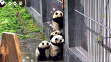 Pertempuran Pengepungan Panda - Manusia