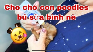 CHO CHÓ CON POODLES BÚ SỮA BÌNH NÈ