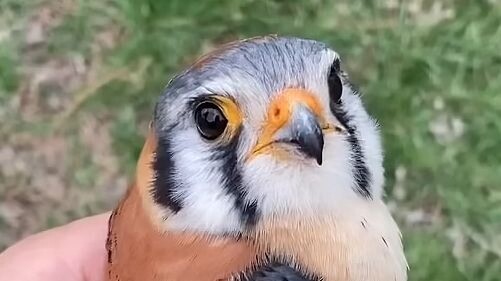A North American falcon slightly larger than a peregrine falcon