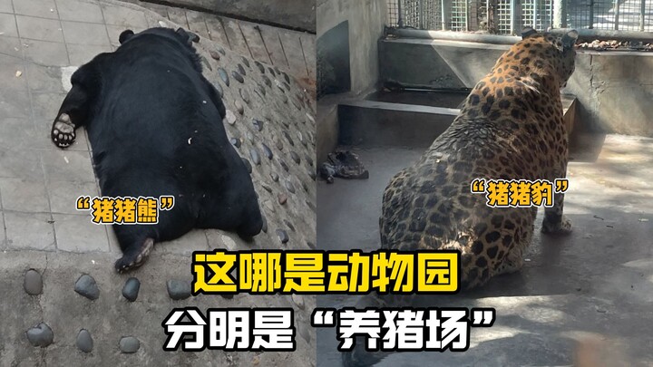 Officer Leopard: “I feel like I’ve gained a bit of weight.”   Zoo: “No way! You’re not fat!”