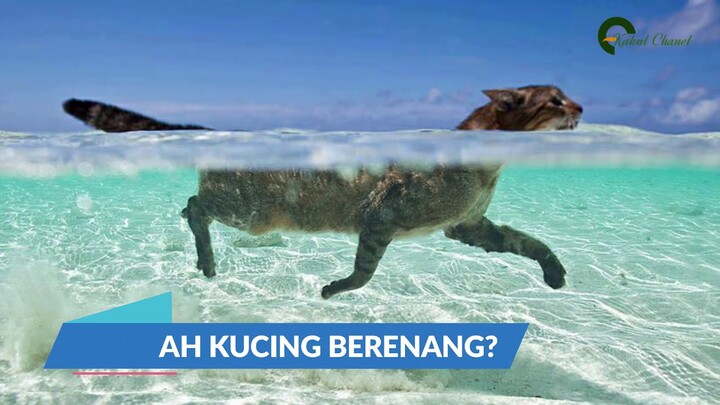 Bisakah Kucing Berenang | Berikut Jawabannya