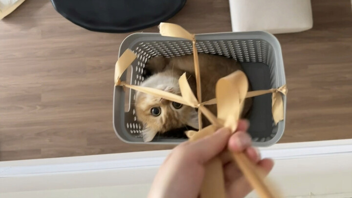 What do fishing-obsessed cat owners actually do at home?