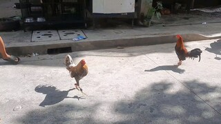 Pang BOT nating konting Papawis nalang..