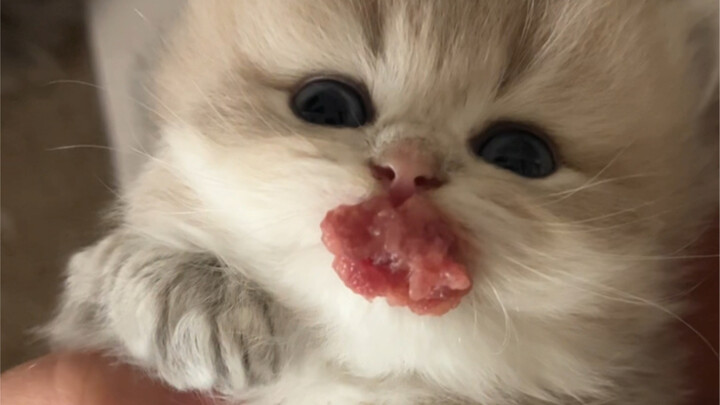 مرحبًا بالجميع، أنا اليوم أحمق