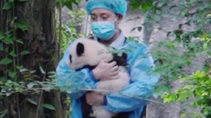 لطيف ورقيق! من يستطيع أن يرفض مثل هذا الصغير من الكنز الوطني؟