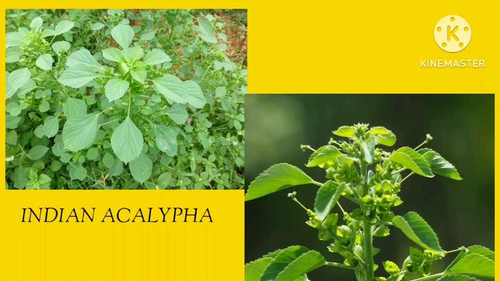 Medicinal plants and its uses