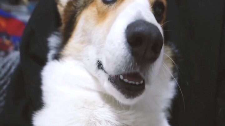 My Corgi was tragically neutered on Chinese New Year's Day. I can't celebrate this year! Give me bac