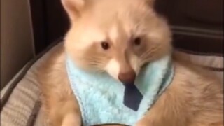 แรคคูนเซี่ยงไฮ้บรรลุอิสรภาพของเชียร์ลี