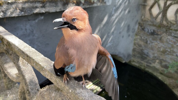 Raja kejahilan, karisma terasa sampai ke titik sempurna