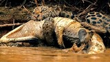 Jaguar Kills Crocodile's Cousin.