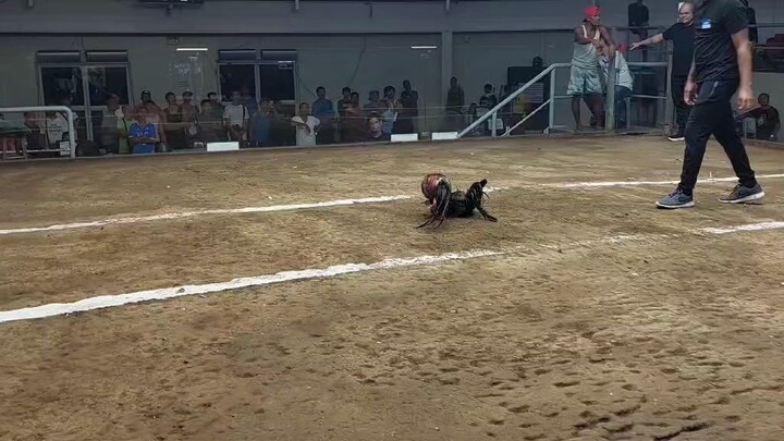 paalam sayo tropa thanks sa 3 panalo mu..#6 years old...#4m's gamefowl