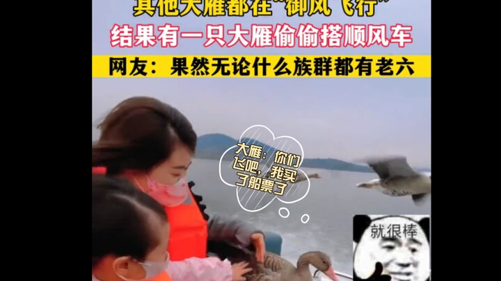 Wild Goose: You guys fly on ahead—I bought a seated ticket. The wild goose’s baffling behavior.