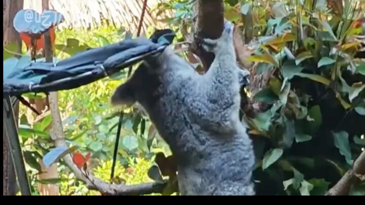 Hình ảnh động vật tan làm