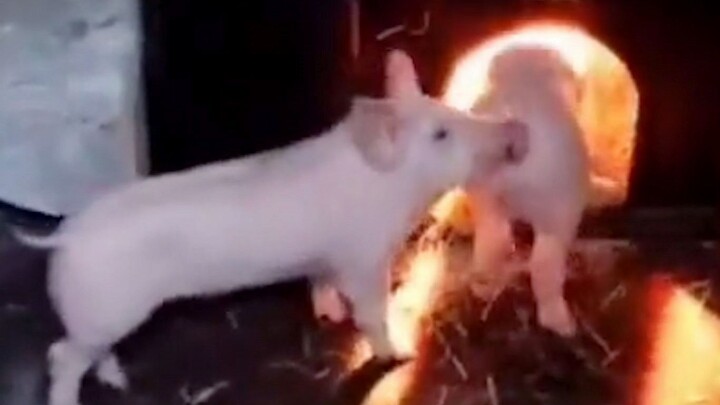 "Kumpulan Kelakuan Membingungkan Hewan"