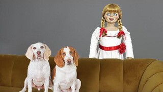 Dogs vs Annabelle Prank Pt II ตุ๊กตาผี แอนนาเบลล์คอยหลอกหลอนสุนัขตลกอย่าง Maymo และ Pot Pie!