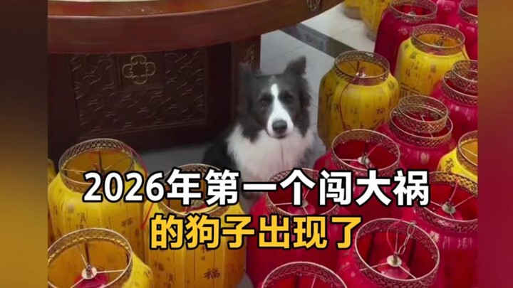 ปี 2026 มีเจ้าตูบจอมซนที่ก่อเรื่องใหญ่โผล่มาแล้ว! ฉวยโอกาสตอนเจ้านายหลับ ก็ไปซื้อลูกโป่งโคมไฟมาเป็นร