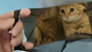 Sếp tôi bảo tôi mang mèo đến công ty cho mọi người xem. Công ty không có túi đựng mèo nên tôi phải b
