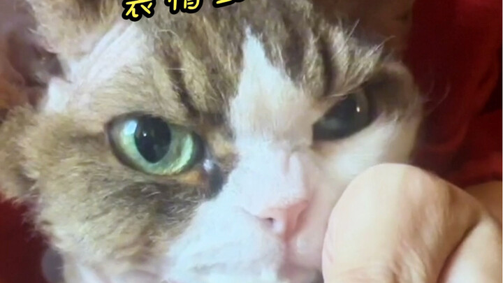 This little nose is all yours—emotional value overload, haha! 😂