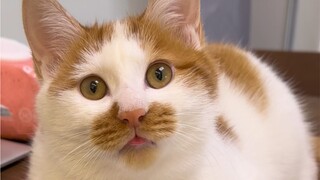 This little kitten is still too naive and hasn't been beaten yet.