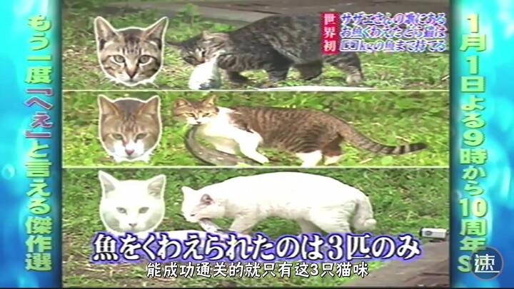 日本脑洞调查「野猫咪能够叼起多重的鱼？」叼着重物的走姿实在太可爱啦！>w<
