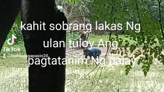 Ang mga farmers umulan man o umaraw