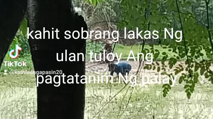 Ang mga farmers umulan man o umaraw