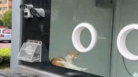 Dulu kios tes PCR kini menjadi tempat berlindung bagi kucing-kucing jalanan.