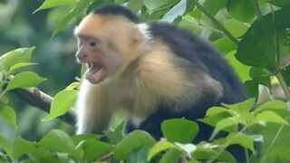 VUP opens the red envelope and ascends to heaven on the spot... [Super beautiful 3D]