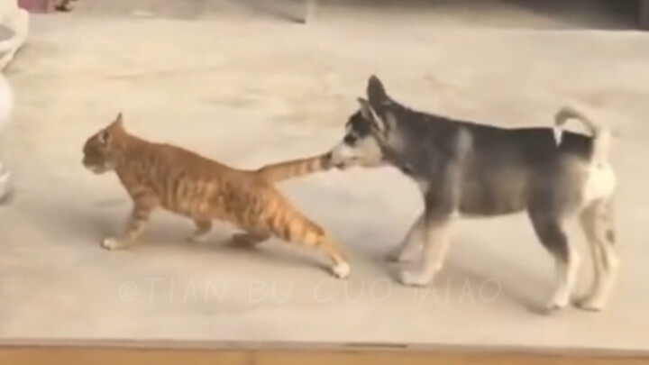 There’s a reason why cats and dogs can’t be friends!