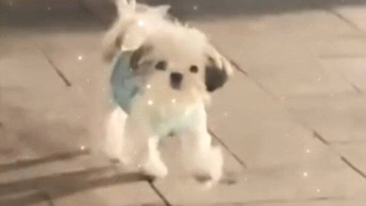 There really are Pachacogn dogs in the world!!!