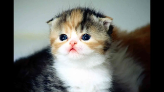 Cat Vines 2016 - Cute Cat Vines Compilation 2016