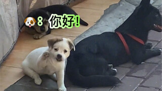 How can a Shiba Inu be so polite and well-behaved!